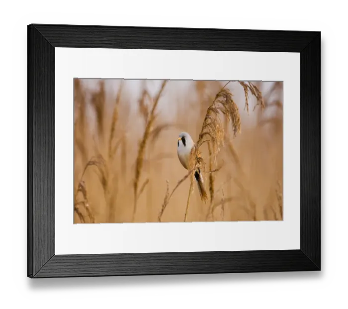 Framed Print : Bearded Tit Panurus biarmicus male in reedbed Titchwell RSPB Reserve Norfolk April