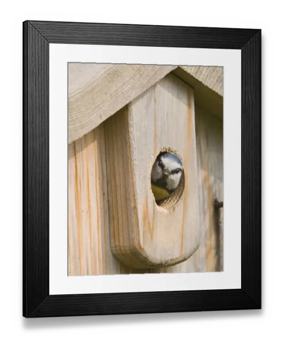 Framed Print : Blue Tit Parus caeruleus looking out of nestbox in garden Kent spring Framed Print : Blue Tit Parus caeruleus looking out of nestbox in garden Kent spring