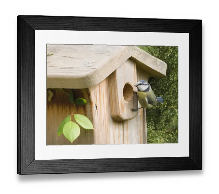 Framed Print : Blue Tit Parus caeruleus at nestbox in garden Kent spring Framed Print : Blue Tit Parus caeruleus at nestbox in garden Kent spring