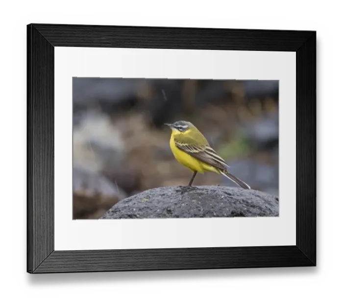 Framed Print : Yellow Wagtail Motacilla flava Kazbegi Great Caucasus Georgia April Framed Print : Yellow Wagtail Motacilla flava Kazbegi Great Caucasus Georgia April