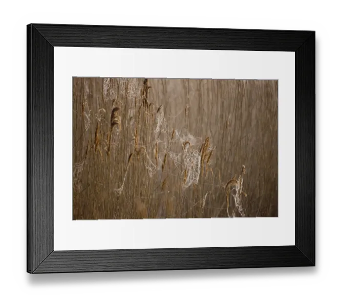 Framed Print : Dew laden cobwebs on phragmites reed head Titchwell RSPB Reserve Norfolk March Framed Print : Dew laden cobwebs on phragmites reed head Titchwell RSPB Reserve Norfolk March