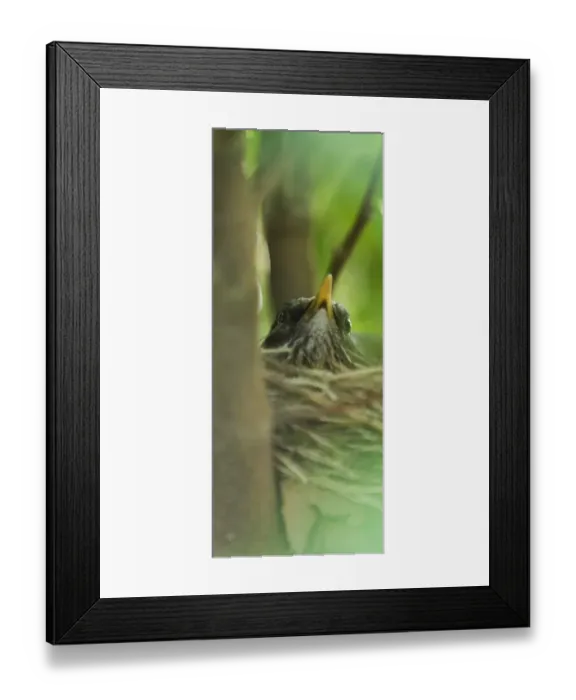 Framed Print : Blackbird Turdus merula on nest in garden Norfolk April Framed Print : Blackbird Turdus merula on nest in garden Norfolk April