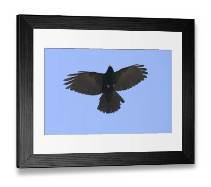 Framed Print : Alpine Chough Pyrrhocorax graculus Great Caucasus Georgia April