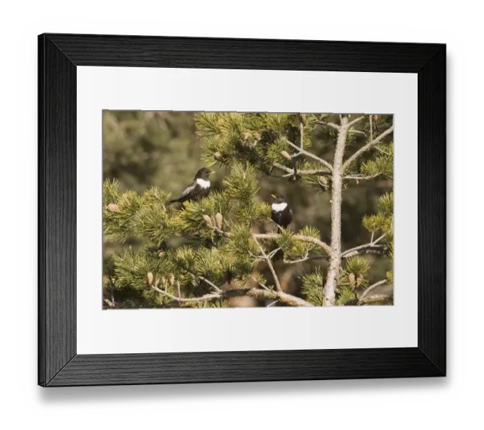 Framed Print : Ring Ouzel Turdus torquatas Great Caucasus Georgia April Framed Print : Ring Ouzel Turdus torquatas Great Caucasus Georgia April