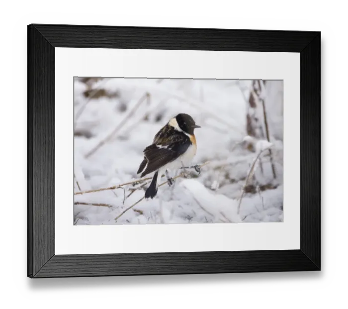 Framed Print : Eastern Stonechat Saxicola maura male on migration Kazbegi Great Caucasus Georgia April Framed Print : Eastern Stonechat Saxicola maura male on migration Kazbegi Great Caucasus Georgia April