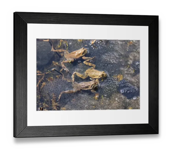 Framed Print : Marsh Frogs Rana ridibunda in pond surrounded by spawn Great Caucasus Georgia April Framed Print : Marsh Frogs Rana ridibunda in pond surrounded by spawn Great Caucasus Georgia April