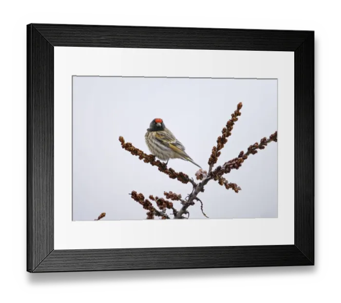 Framed Print : Red-fronted Serin Serinus pusillus Kazbegi Great Caucasus Georgia April Framed Print : Red-fronted Serin Serinus pusillus Kazbegi Great Caucasus Georgia April