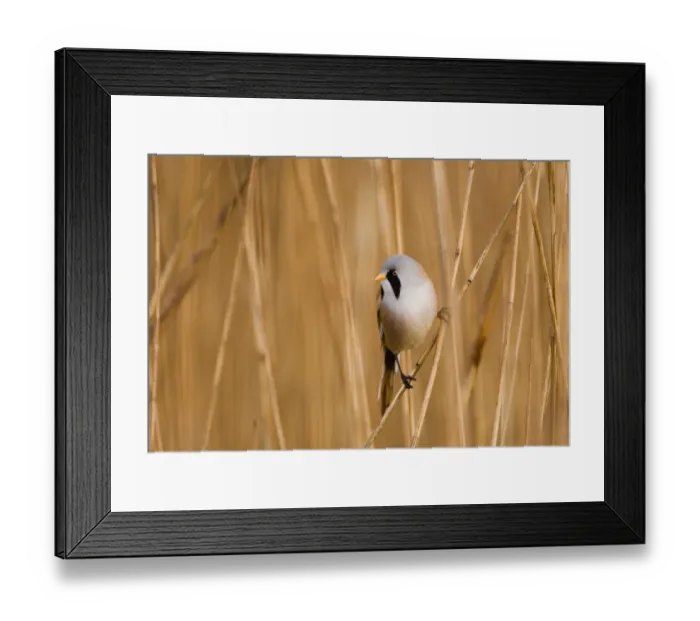 Framed Print : Bearded Tit Panurus biarmicus male Titchwell RSPB Reserve Norfolk March Framed Print : Bearded Tit Panurus biarmicus male Titchwell RSPB Reserve Norfolk March