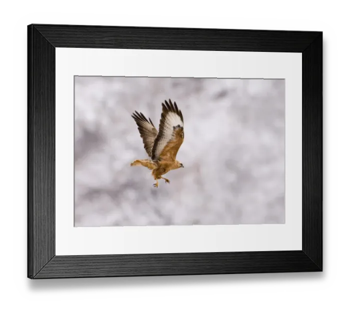 Framed Print : Steppe Buzzard Buteo vulpinus Georgia April Framed Print : Steppe Buzzard Buteo vulpinus Georgia April