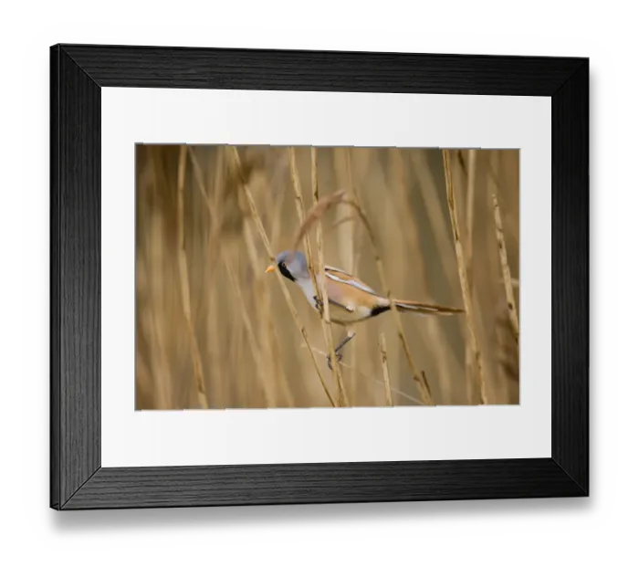 Framed Print : Bearded Tit Panurus biarmicus male in reedbed Titchwell RSPB Reserve Norfolk April Framed Print : Bearded Tit Panurus biarmicus male in reedbed Titchwell RSPB Reserve Norfolk April