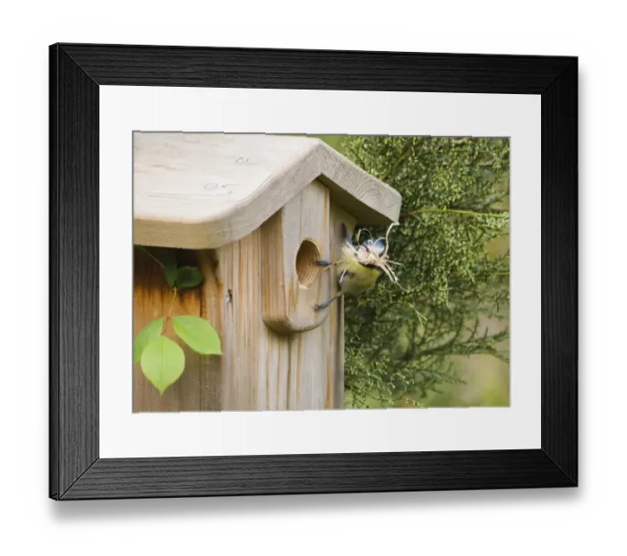 Framed Print : Blue Tit Parus caeruleus at nestbox with nest material in garden Kent spring Framed Print : Blue Tit Parus caeruleus at nestbox with nest material in garden Kent spring
