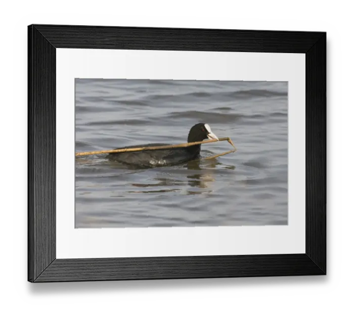 Framed Print : Coot Fulica atra carrying nest material Titchwell RSPB Reserve Norfolk March Framed Print : Coot Fulica atra carrying nest material Titchwell RSPB Reserve Norfolk March