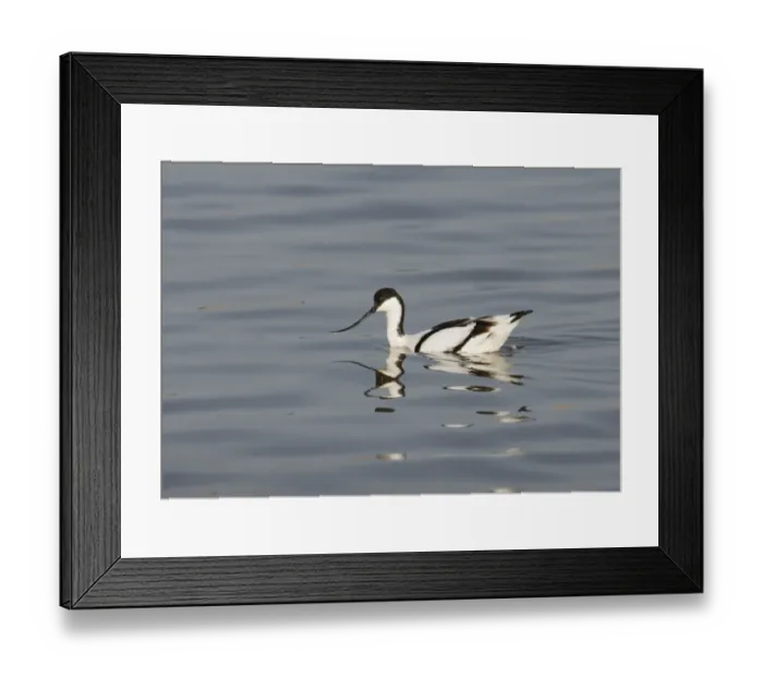 Framed Print : Avocet Recurvirostra avosetta feeding by swimming Titchwell RSPB Reserve March Framed Print : Avocet Recurvirostra avosetta feeding by swimming Titchwell RSPB Reserve March