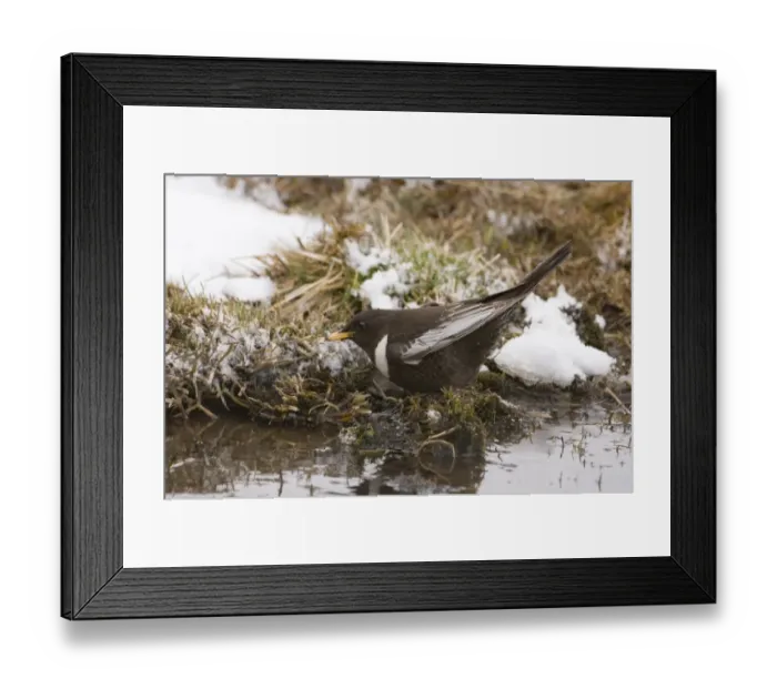 Framed Print : Ring Ouzel Turdus torquatus (alpestris) male Great Caucasus Georgia April Framed Print : Ring Ouzel Turdus torquatus (alpestris) male Great Caucasus Georgia April