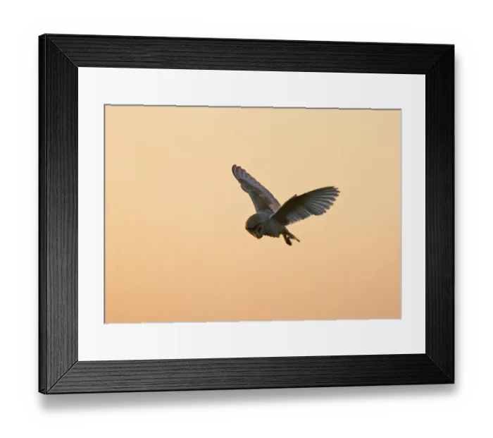 Framed Print : Barn Owl Tyto alba hunting at dusk North Norfolk summer Framed Print : Barn Owl Tyto alba hunting at dusk North Norfolk summer