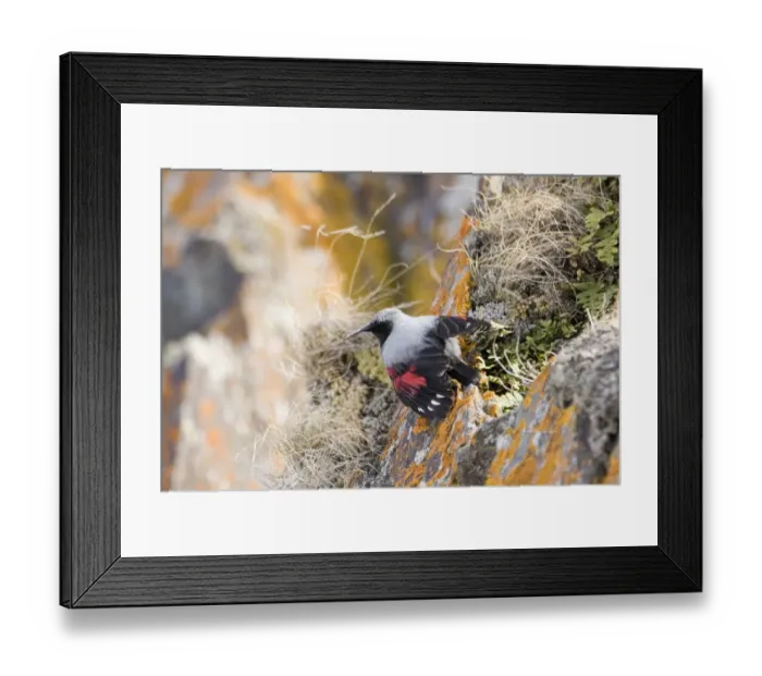 Framed Print : Wallcreeper Tichodroma muraria male Great Caucasus Georgia April Framed Print : Wallcreeper Tichodroma muraria male Great Caucasus Georgia April