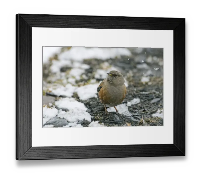 Framed Print : Alpine Accentor Prunella collaris Greater Caucasus Georgia spring