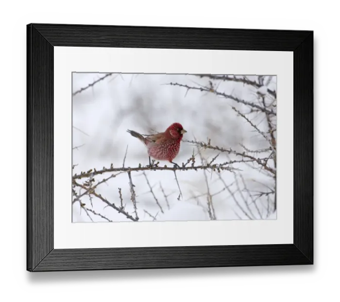 Framed Print : Great Rosefinch Carpodacus rubicilla male Kazbegi Great Caucasus Georgia April Framed Print : Great Rosefinch Carpodacus rubicilla male Kazbegi Great Caucasus Georgia April