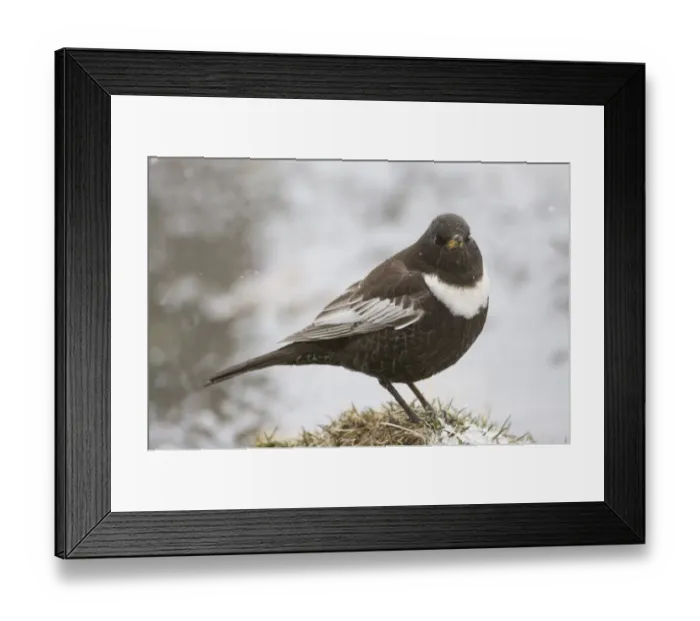 Framed Print : Ring Ouzel Turdus torquatus (alpestris) male Great Caucasus Georgia April Framed Print : Ring Ouzel Turdus torquatus (alpestris) male Great Caucasus Georgia April