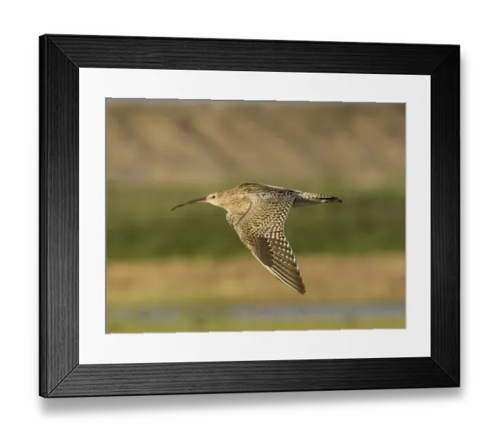 Framed Print : Curlew Cley Norfolk late summer Framed Print : Curlew Cley Norfolk late summer