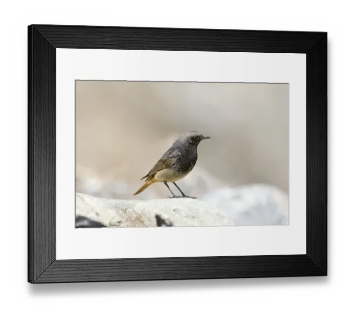 Framed Print : Black Redstart Phoenicurus ochruros male of ochruros Great Caucasus Georgia april Framed Print : Black Redstart Phoenicurus ochruros male of ochruros Great Caucasus Georgia april