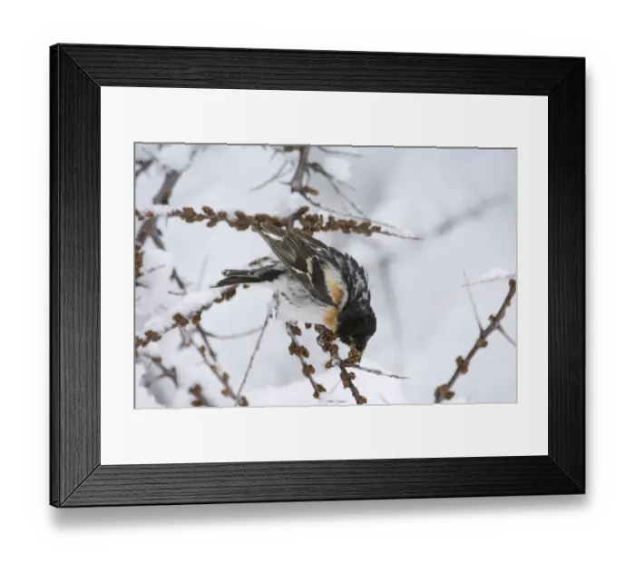 Framed Print : Brambling Fringilla montifringilla male feeding on seeds on migration Great Caucasus Framed Print : Brambling Fringilla montifringilla male feeding on seeds on migration Great Caucasus