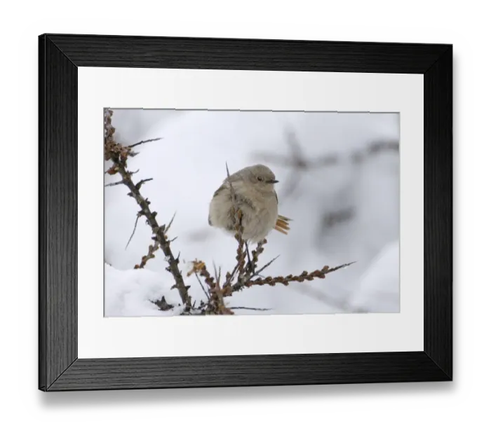 Framed Print : Guldenstadts Redstart Phoenicurus erythrogaster female Kazbegi Great Caucasus Georgia Framed Print : Guldenstadts Redstart Phoenicurus erythrogaster female Kazbegi Great Caucasus Georgia