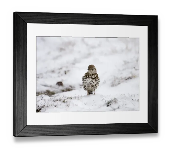 Framed Print : Mistle Thrush Turdus viscivorus UK winter Framed Print : Mistle Thrush Turdus viscivorus UK winter
