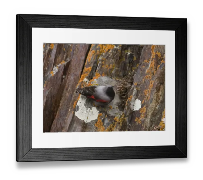 Framed Print : Wallcreeper Tichodroma muraria male Great Caucasus Georgia April Framed Print : Wallcreeper Tichodroma muraria male Great Caucasus Georgia April