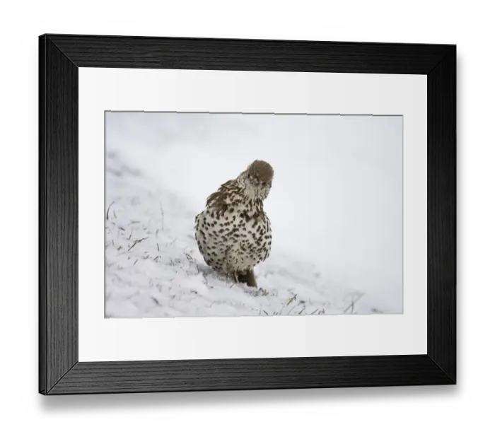 Framed Print : Mistle Thrush Norfolk winter Framed Print : Mistle Thrush Norfolk winter