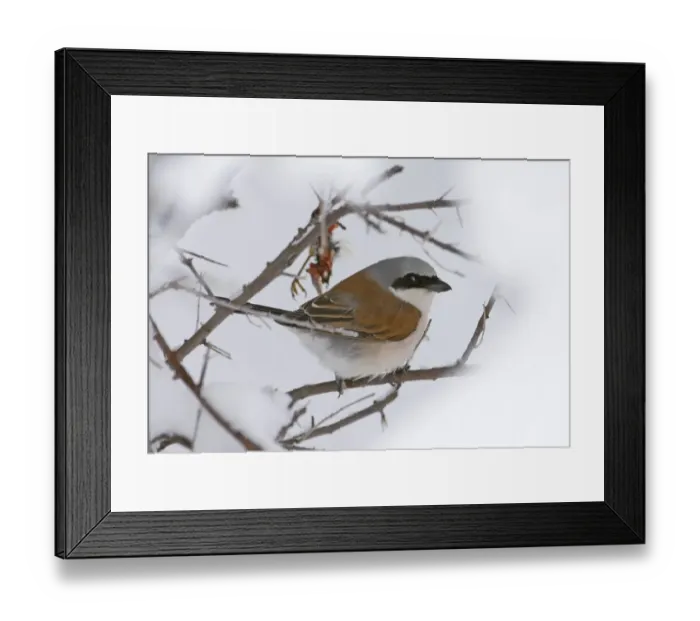 Framed Print : Red-backed Shrike Lanius collurio migrant male at larder in late spring snowfall Framed Print : Red-backed Shrike Lanius collurio migrant male at larder in late spring snowfall