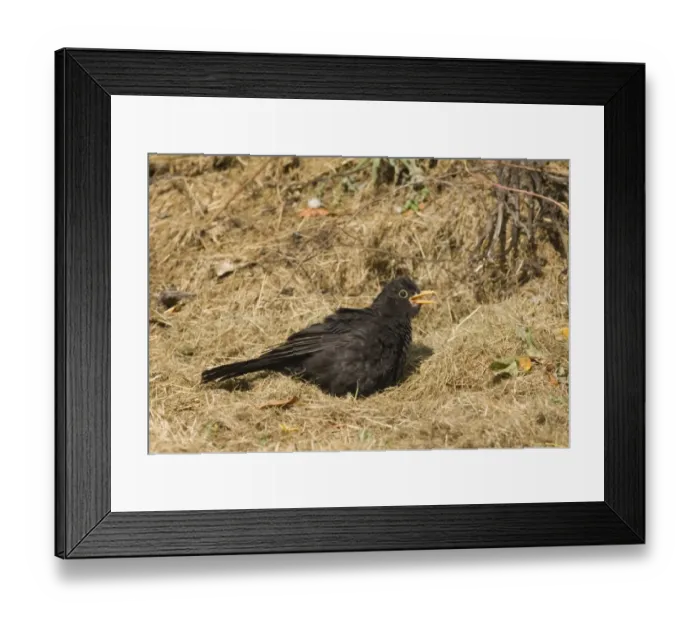 Framed Print : Blackbird Turdus merula sun bathing in garden Norfolk UK summer Framed Print : Blackbird Turdus merula sun bathing in garden Norfolk UK summer