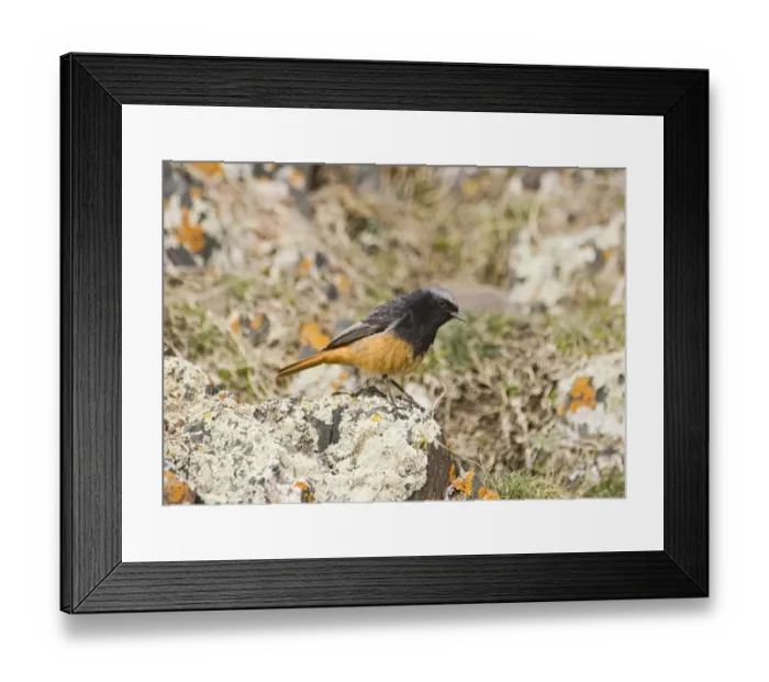 Framed Print : Black Redstart Phoenicurus ochruros male of race semirufus Great Caucasus Georgia april