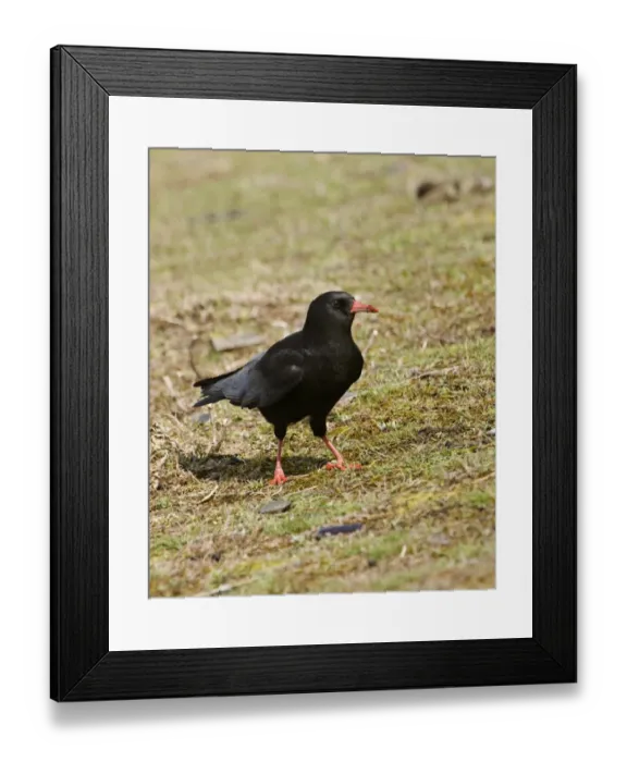 Framed Print : Chough Pyrrhocorax pyrrhocorax N Wales winter Framed Print : Chough Pyrrhocorax pyrrhocorax N Wales winter