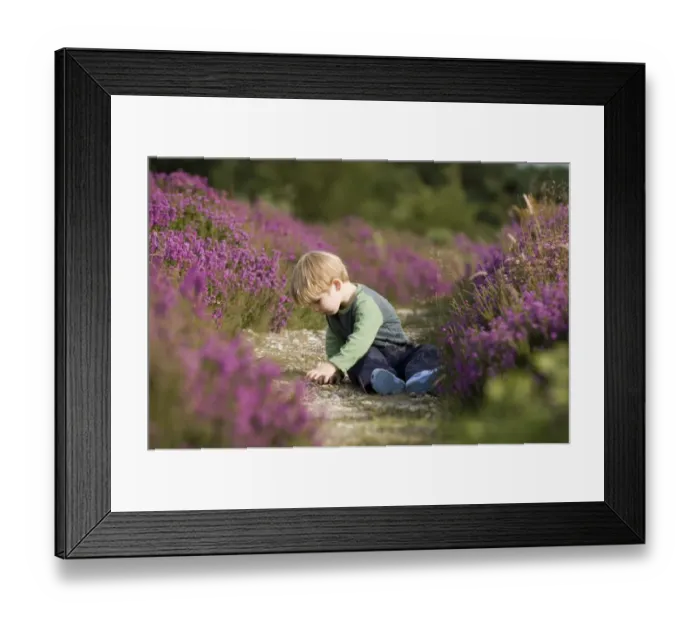 Framed Print : Young boy (3) peering on path amongst heather in summer Norfolk UK Framed Print : Young boy (3) peering on path amongst heather in summer Norfolk UK