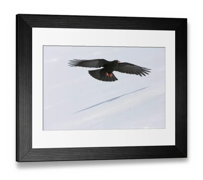 Framed Print : Chough Pyrrhocorax pyrrhocorax N Wales winter