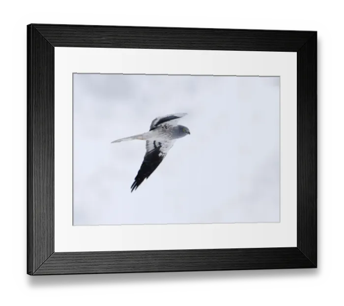 Framed Print : Montagus Harrier circus pygargus male migrating through Caucusus Mountains in Georgia Framed Print : Montagus Harrier circus pygargus male migrating through Caucusus Mountains in Georgia