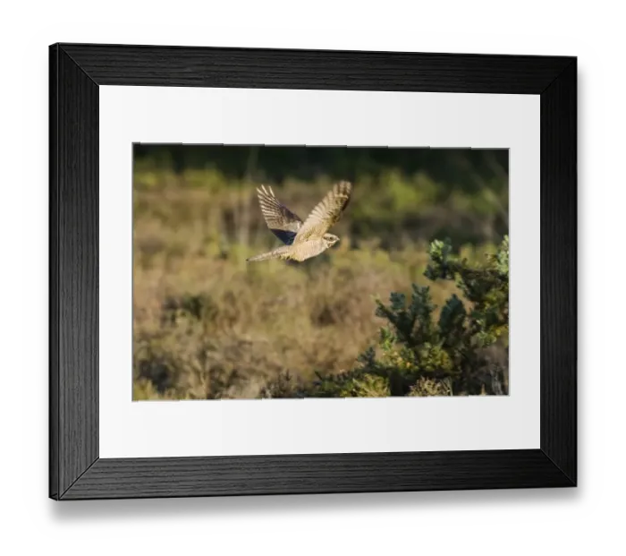 Framed Print : Nightjar Caprimulgus europaeus female in in flight over heath just prior to dusk Framed Print : Nightjar Caprimulgus europaeus female in in flight over heath just prior to dusk