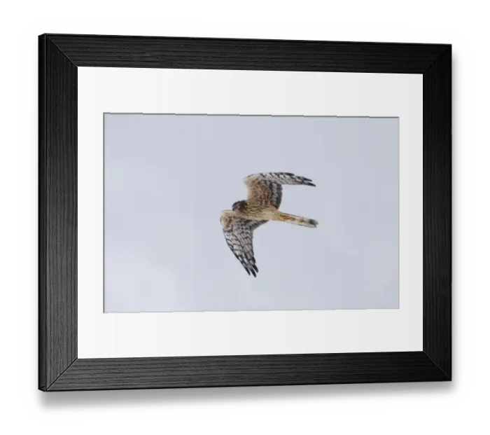 Framed Print : Montagus Harrier Circus pygargus female migrating through blizzard Great Caucasus Framed Print : Montagus Harrier Circus pygargus female migrating through blizzard Great Caucasus