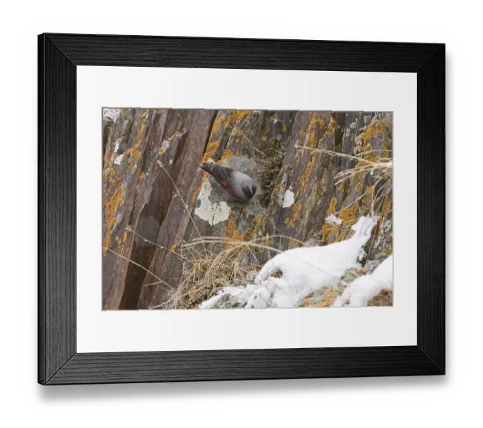 Framed Print : Wallcreeper Tichodroma muraria male Great Caucasus Georgia April Framed Print : Wallcreeper Tichodroma muraria male Great Caucasus Georgia April