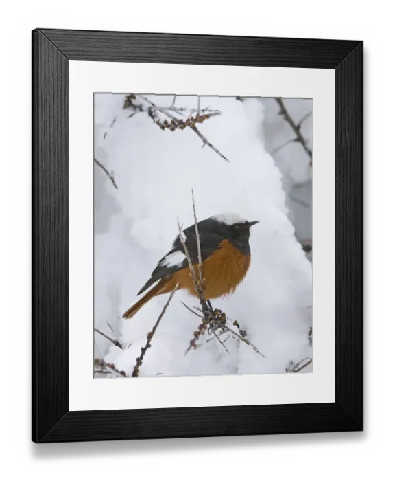 Framed Print : Guldenstadts Redstart Phoenicurus erythrogaster male Kazbegi Great Caucasus Georgia Framed Print : Guldenstadts Redstart Phoenicurus erythrogaster male Kazbegi Great Caucasus Georgia