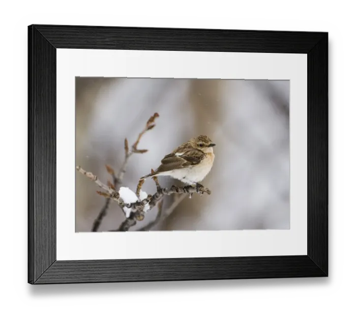 Framed Print : Eastern Stonechat Saxicola maura female on migration Kazbegi Great Caucasus Georgia April Framed Print : Eastern Stonechat Saxicola maura female on migration Kazbegi Great Caucasus Georgia April