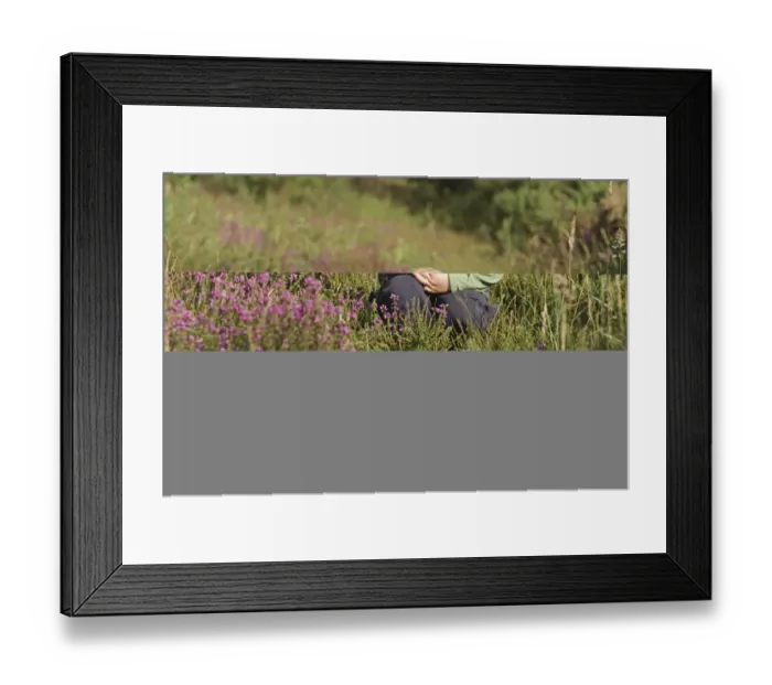 Framed Print : Young boy (3) peering amongst heather in summer Norfolk UK Framed Print : Young boy (3) peering amongst heather in summer Norfolk UK
