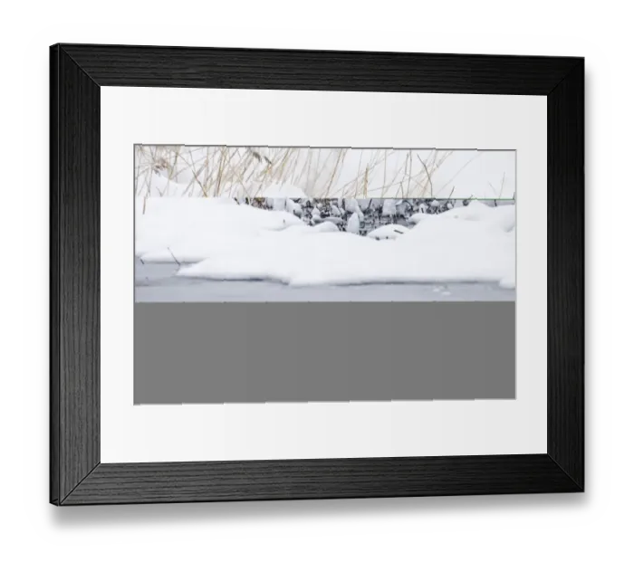 Framed Print : Purple Heron Ardea purpurea migrant caught in bad weather in Great Caucasus Mountains Framed Print : Purple Heron Ardea purpurea migrant caught in bad weather in Great Caucasus Mountains