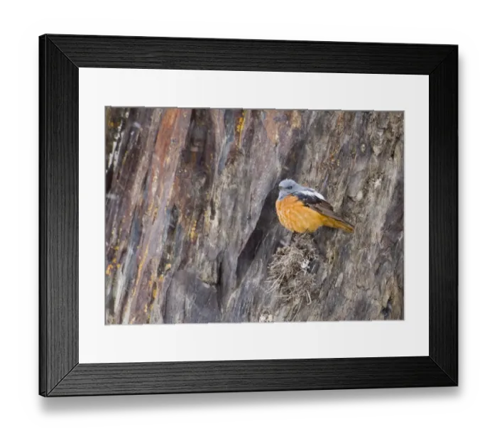 Framed Print : Rock Thrush Monticola saxatilis male Great Caucasus Georgia april Framed Print : Rock Thrush Monticola saxatilis male Great Caucasus Georgia april