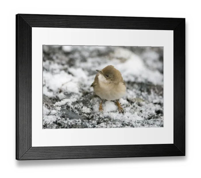 Framed Print : Whitethroat Sylvia communis migrant female in snow Great Caucasus Georgia April Framed Print : Whitethroat Sylvia communis migrant female in snow Great Caucasus Georgia April