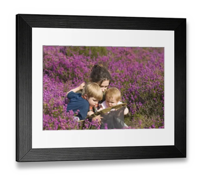 Framed Print : Mother and kids on heath in summer looking at insects in butterfly net Norfolk UK Framed Print : Mother and kids on heath in summer looking at insects in butterfly net Norfolk UK