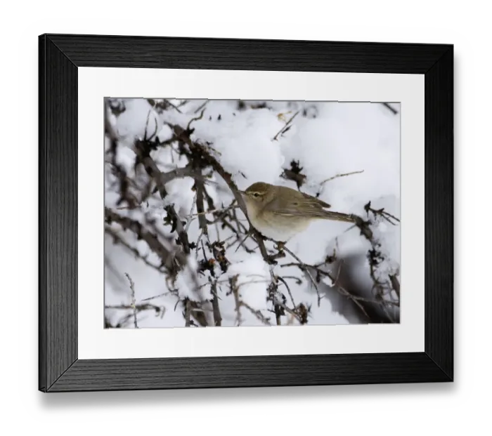 Framed Print : Caucasian Chiffchaff Phylloscopus collybita lorenzii Kazbegi Caucasus Georgia April Framed Print : Caucasian Chiffchaff Phylloscopus collybita lorenzii Kazbegi Caucasus Georgia April