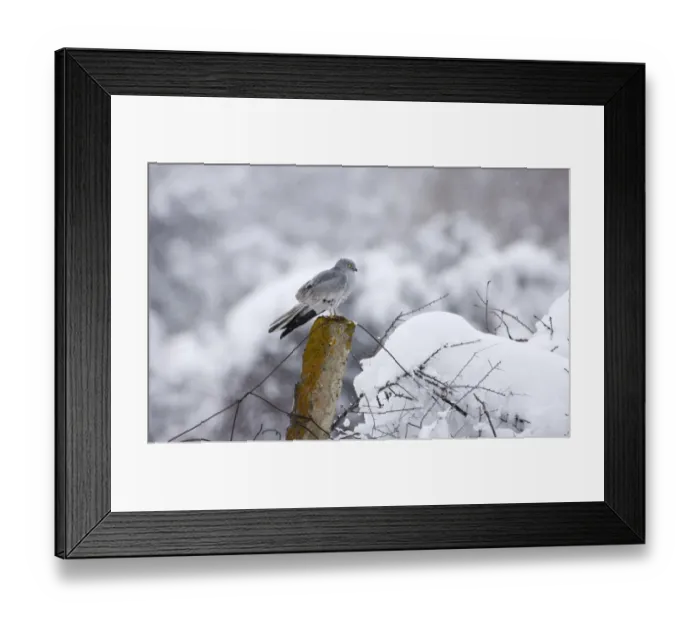 Framed Print : Montagus Harrier circus pygargus male migrating through Caucusus Mountains in Georgia Framed Print : Montagus Harrier circus pygargus male migrating through Caucusus Mountains in Georgia