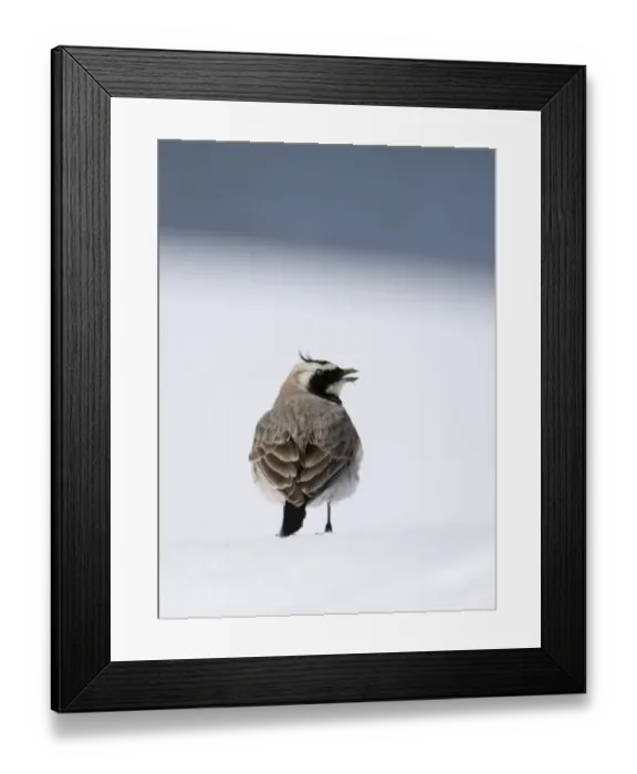 Framed Print : Shore lark (Horned Lark) Eremophila alpestris of the caucasus race pencillata in Framed Print : Shore lark (Horned Lark) Eremophila alpestris of the caucasus race pencillata in
